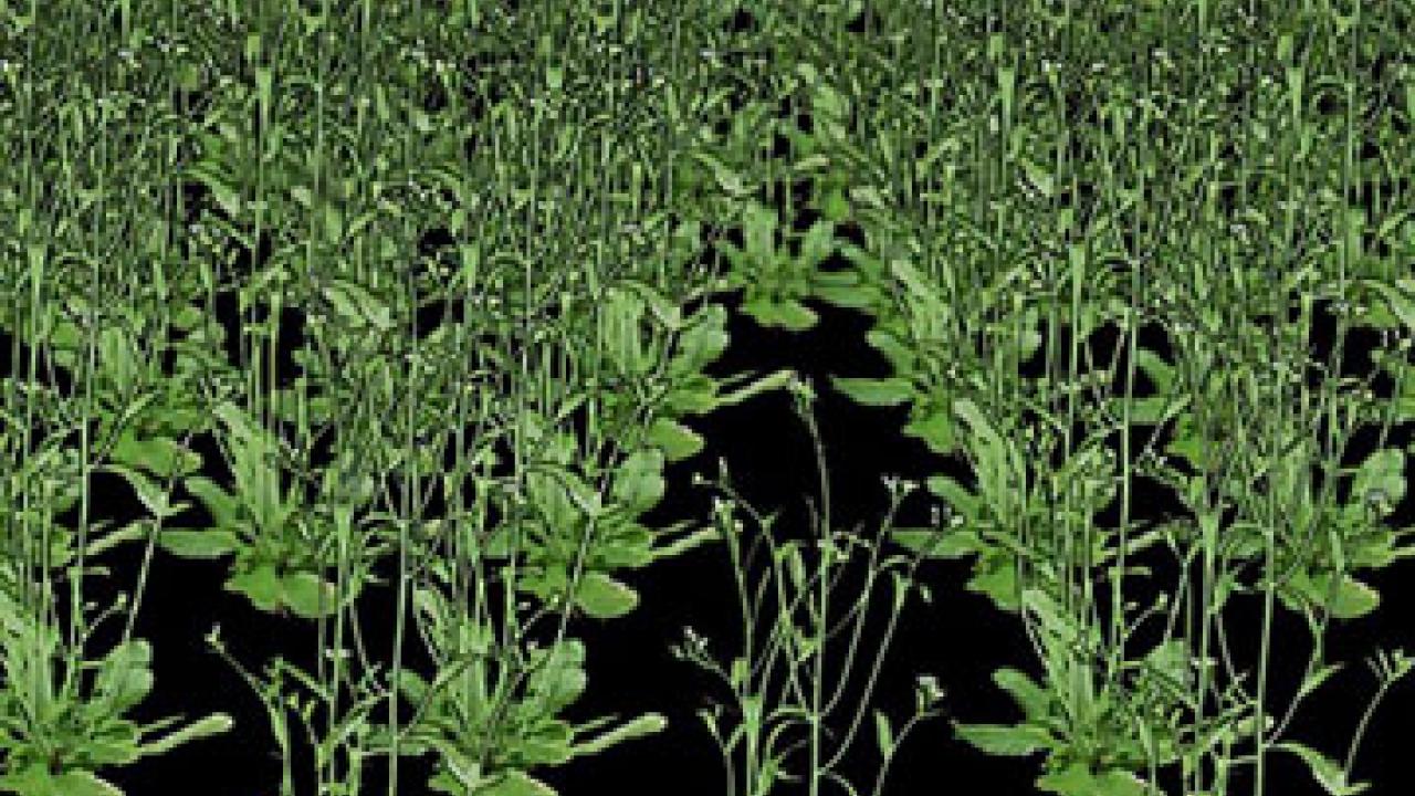 Photo: plants