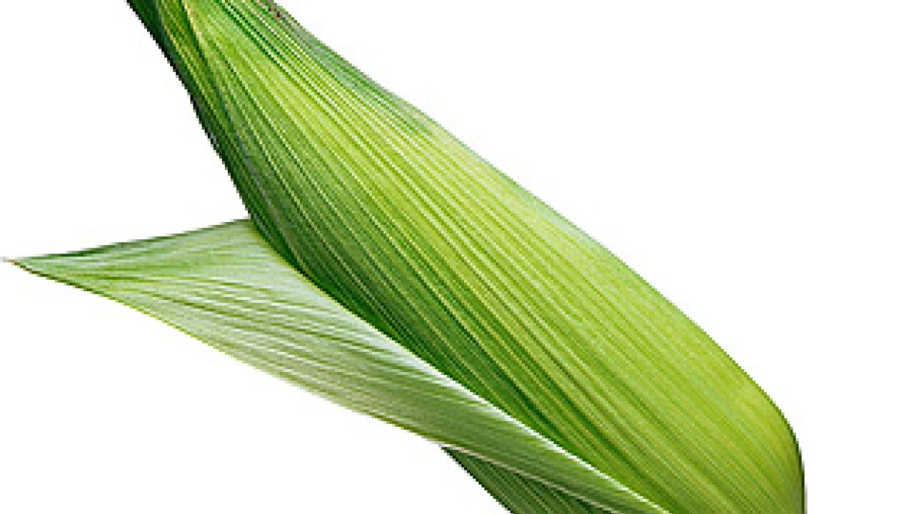 Photo: ear of corn