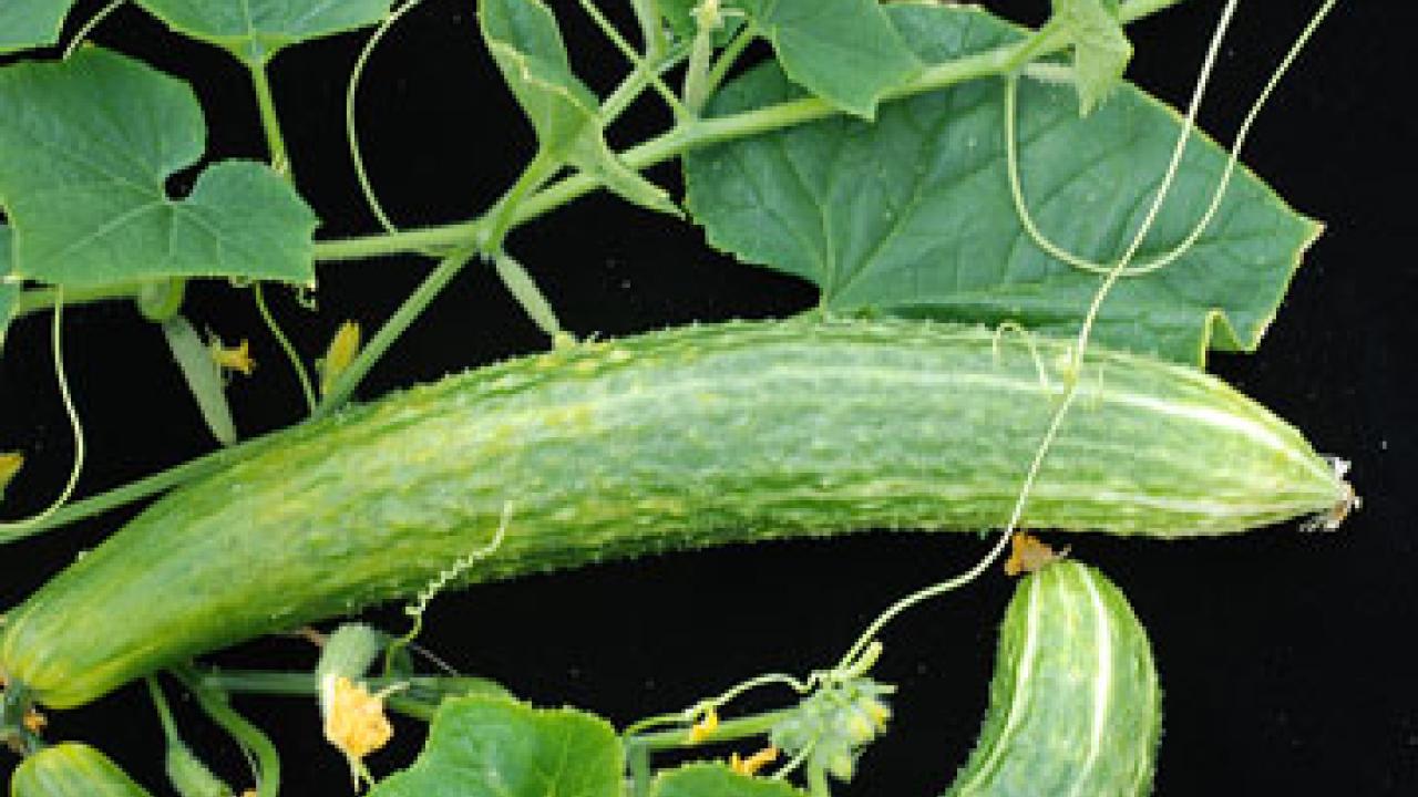 Photo: cucumbers growing on a plant