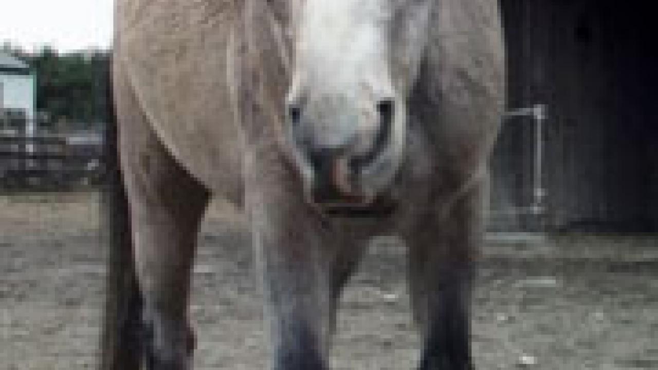Photo: horse