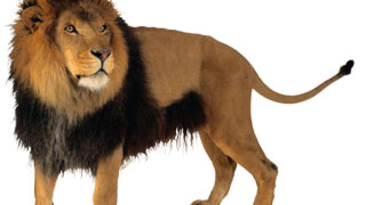 Photo: side view of male lion