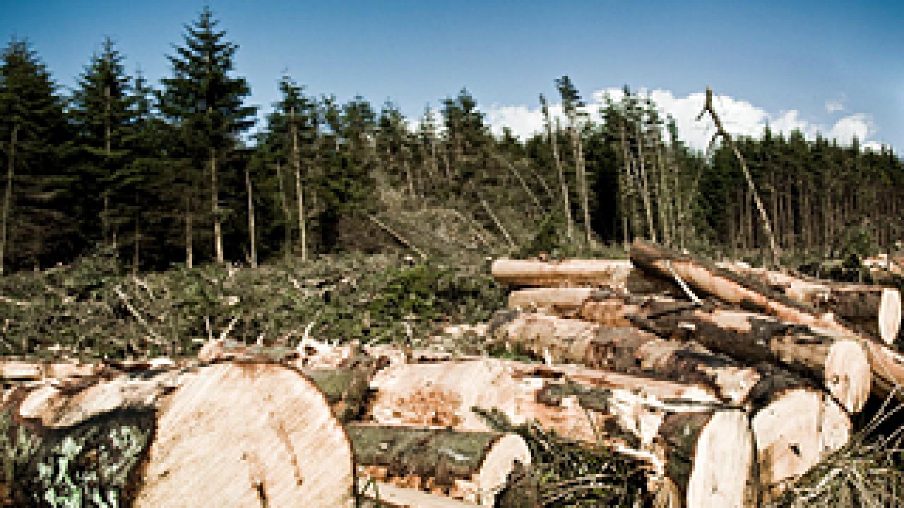 Logged trees