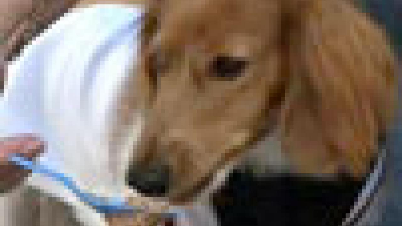 Photo: Mojito the dachshund sniffing dog food