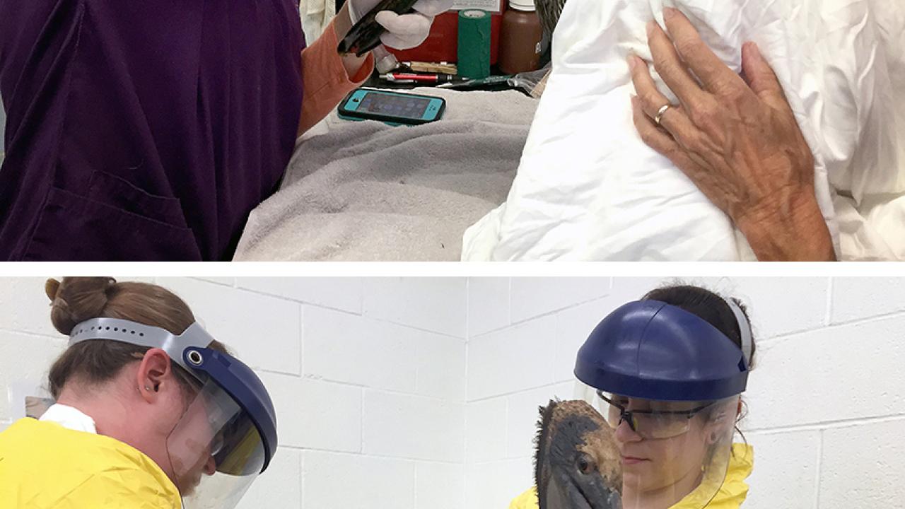 Photos (2): Oiled pelicans, being cleaned