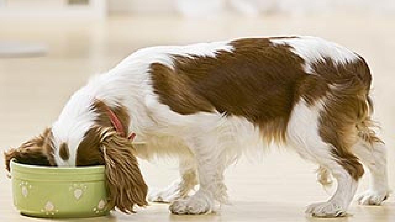 Photo: puppy eating from a bowl