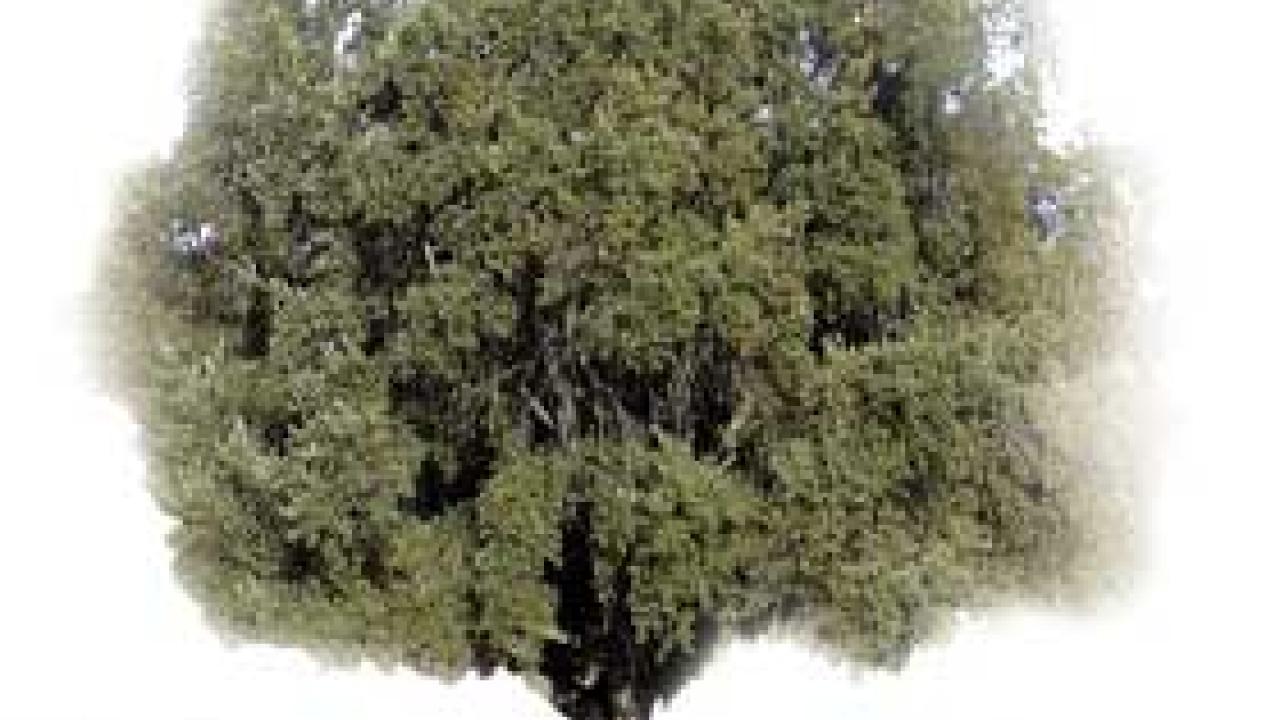 photo: oak tree