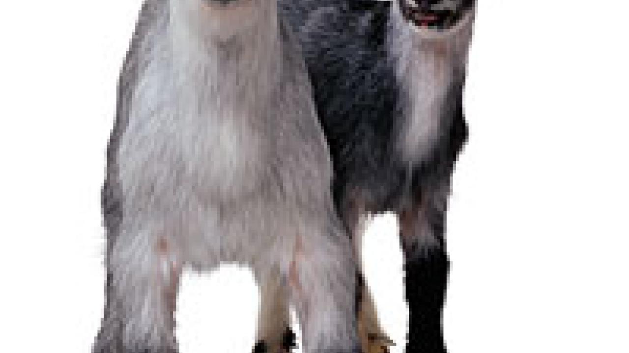 Photo: two kid goats
