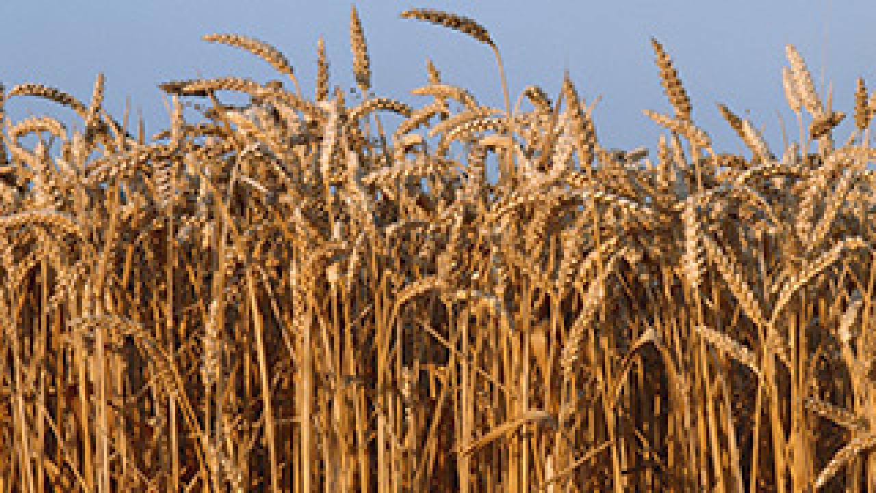 Dry wheat field