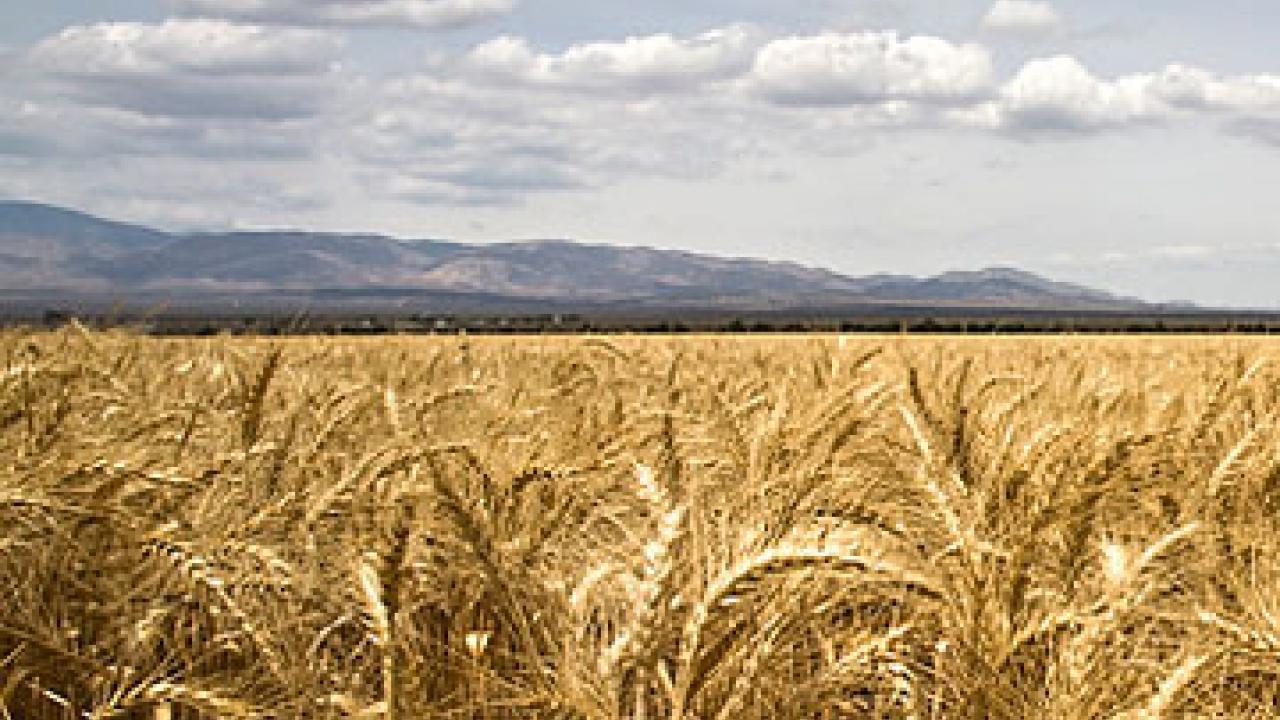 Photo: Wheatfield under clouded sky