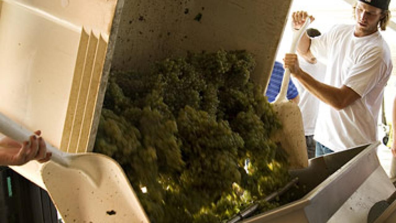 Photo: Man with shovel guiding grapes into a bin