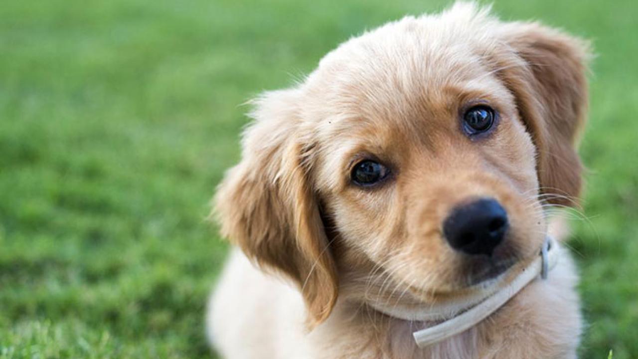 Golden retriever puppy