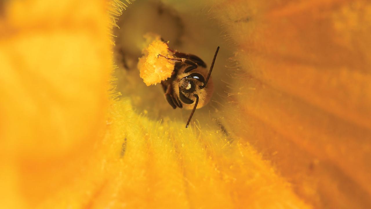 Closeup photo of a bee inside a squash blossom, gathering pollen.