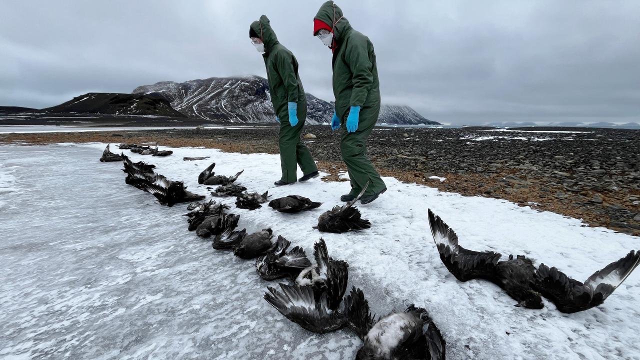 Two people in green suits walking on icy terrain alongside a line of dead skuas, which are seabirds.
