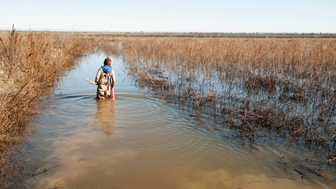 A woman in waders walks into murky, wet floodplain on rice fields