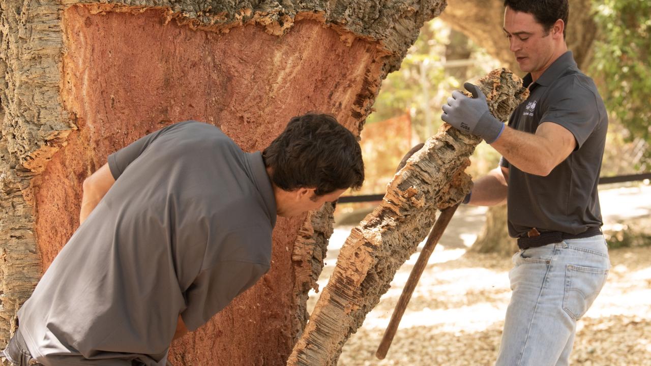 Carlos Ferreira, left, and Joao Ferreira, right, of Portugal, strip bark from a cork oak tree in the UC Davis Arboretum.  The cork oak is the only tree whose bark regenerates itself after harvesting. (Gregory Urquiaga/ UC Davis)