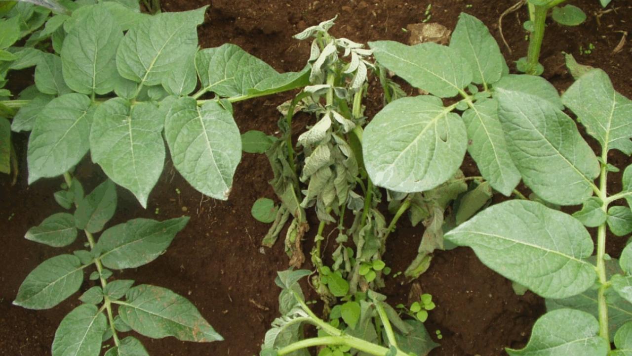 Ralstonia solanacearum is shown here in a potato plant that has wilted. The bacterium destroys the vascular system in plants, causing them to succumb to wilt disease. (Credit: Amilcar Sanchez)