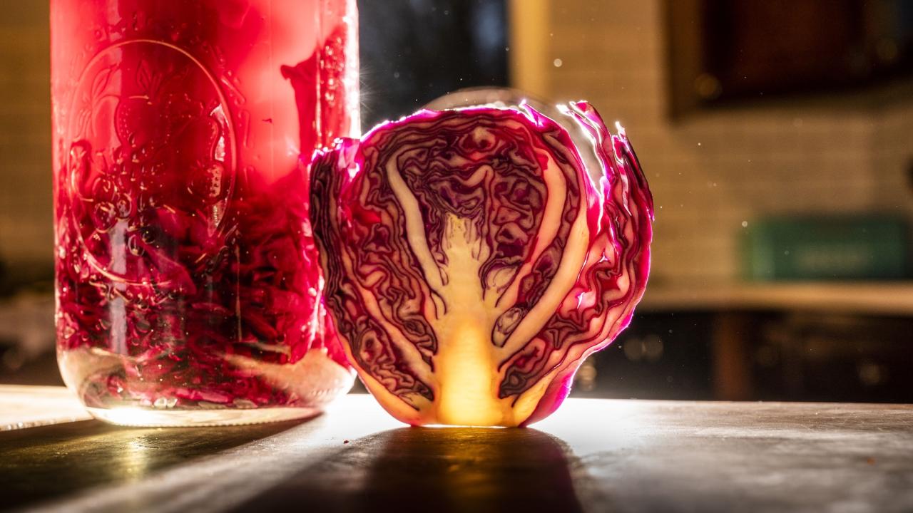 Red cabbage being fermented in vinegar in a clear jar. A new UC Davis study shows that having fermented food like sauerkraut could be good for gut health. (Hector Amezcua / UC Davis)