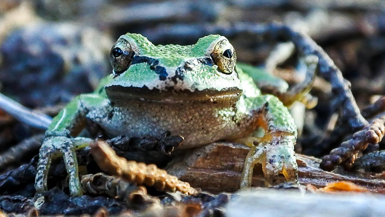 Close-up of a green Sierran tree frog resting on a bed of leaves and twigs.