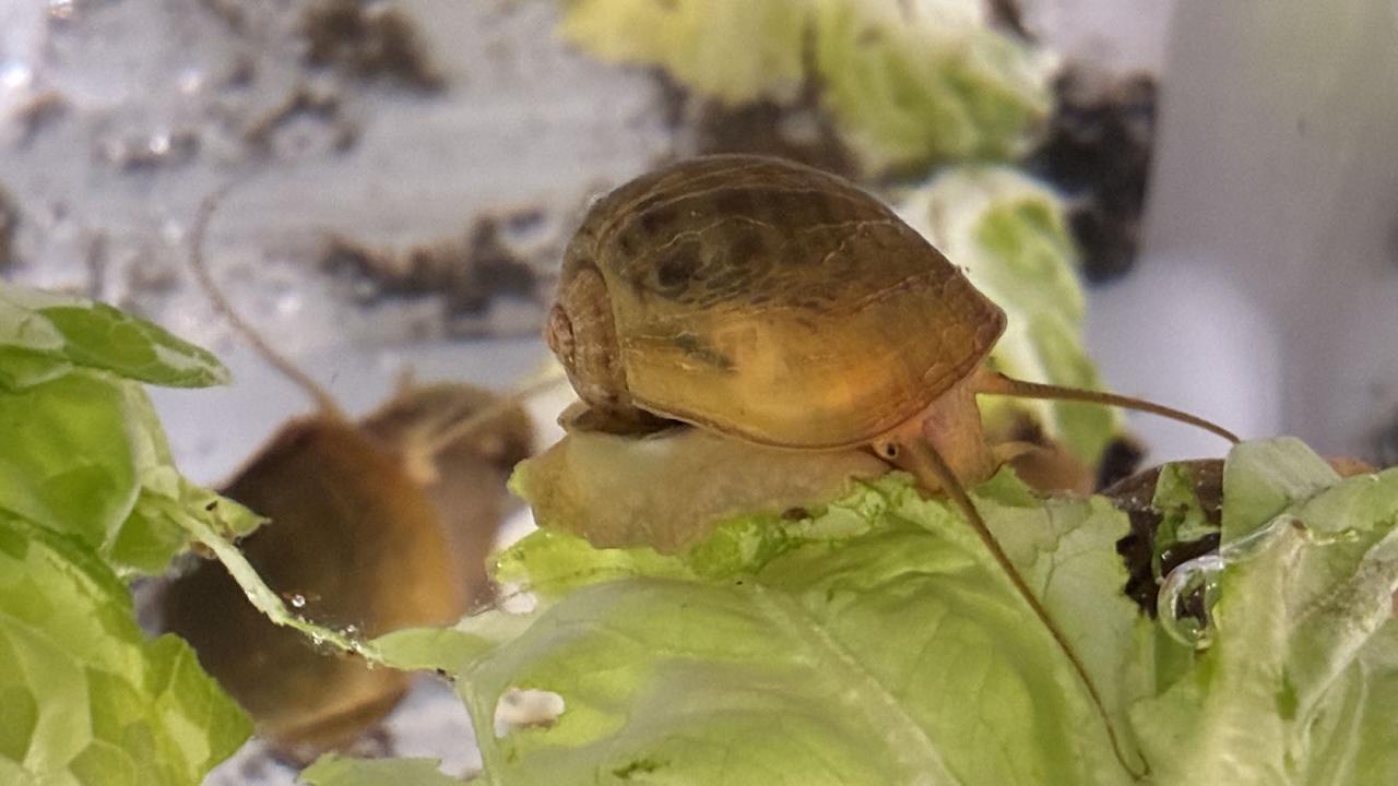 A brown snail on the edge of a ragged leaf. 