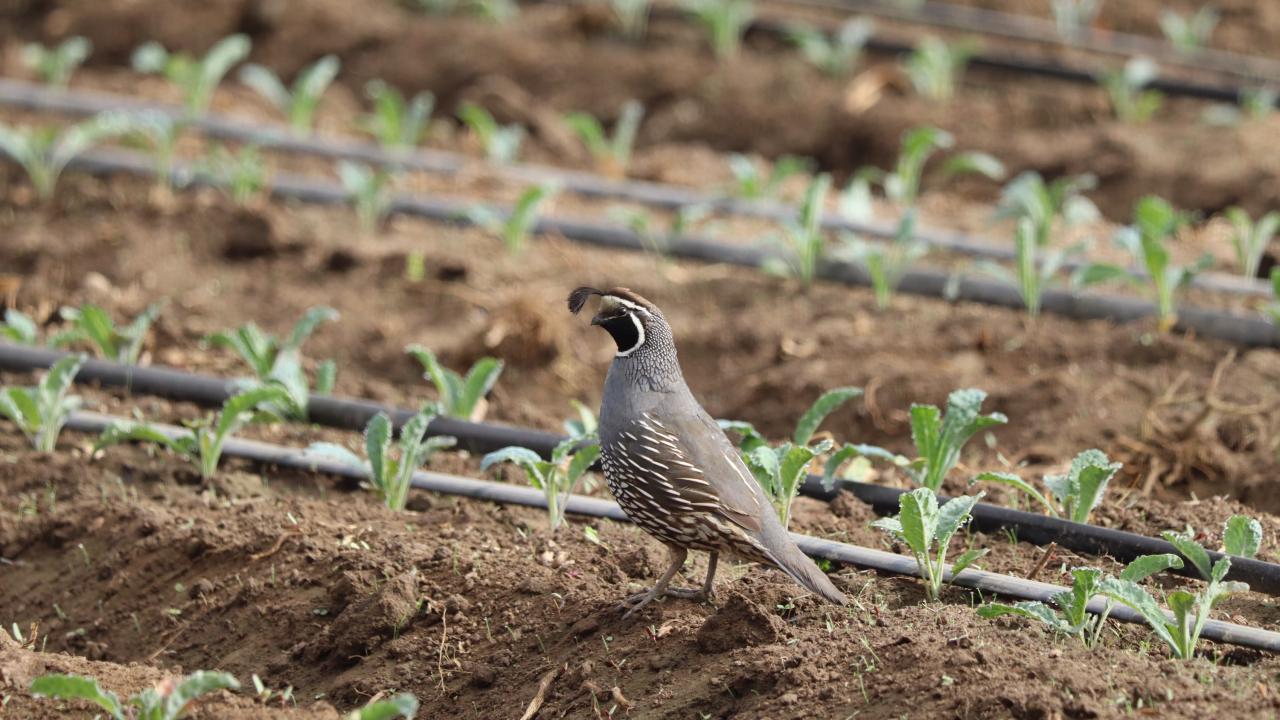 A quail walks among rows of kale seedlings