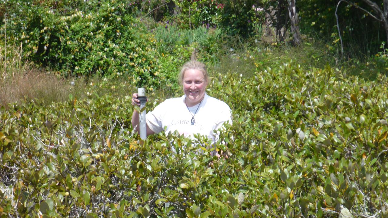 Carolyn Lundquist stands almost shoulder deep in the brush.