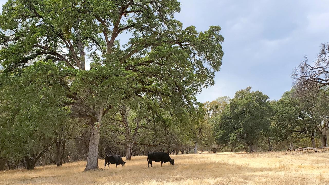 Black angus cows spread out from the herd to graze under an oak tree at the UC Sierra Foothill Research and Extension Center. (Kristina Horback / UC Davis)
