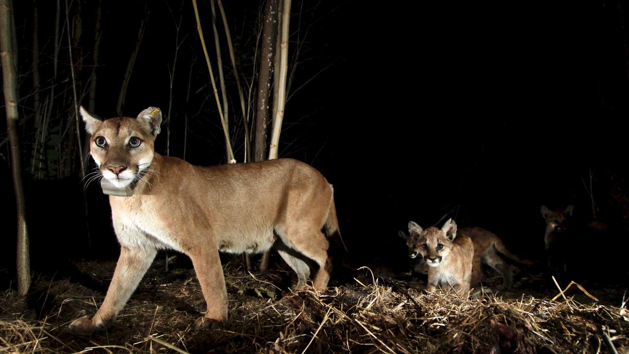 Mountain lion female P65 walks with moutain lion kitten in dark