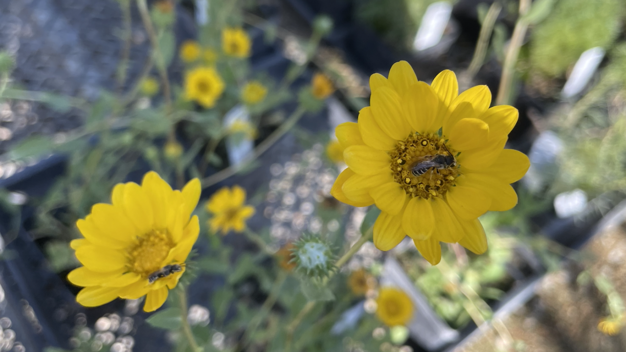 Gumweed yellow flower with a small bee in the middle of it