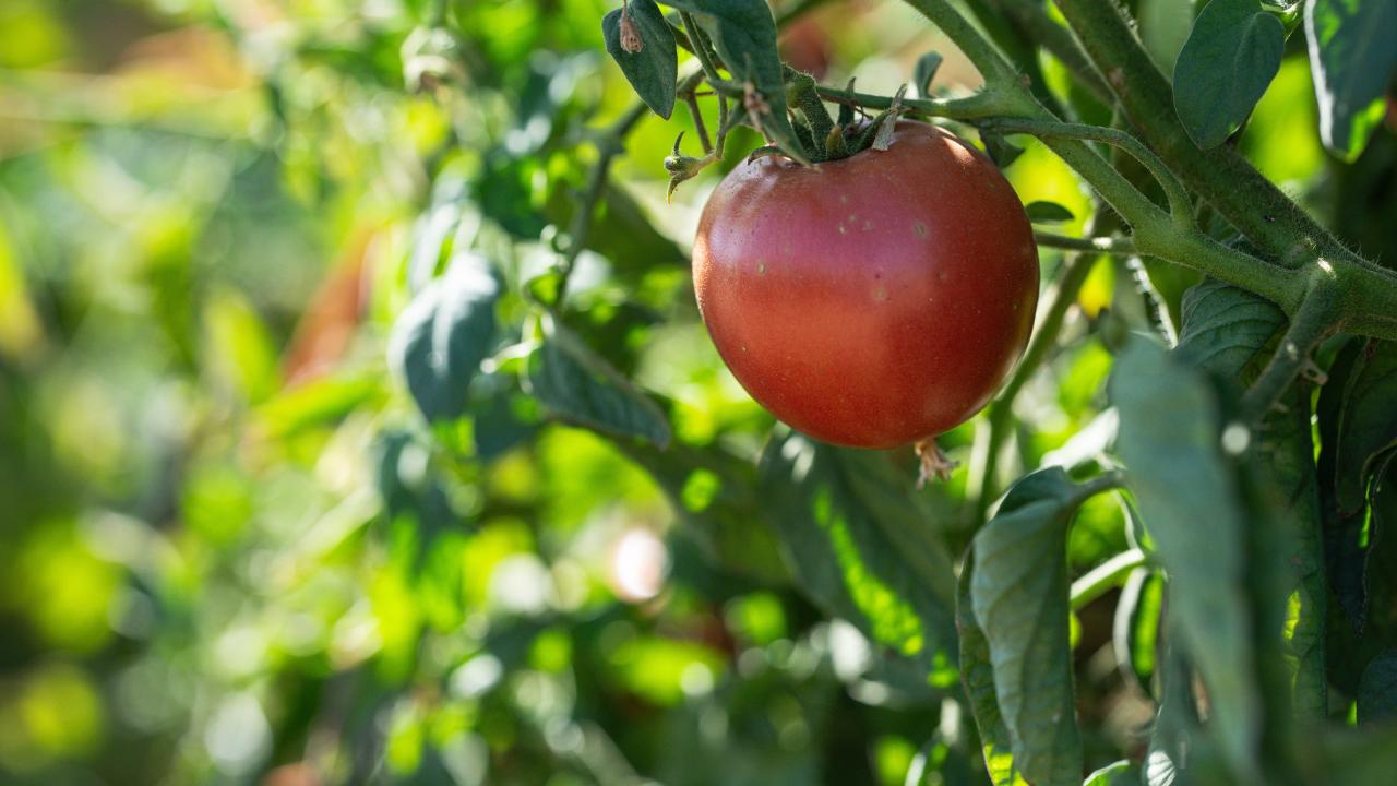 A tomato at the Student Farm 