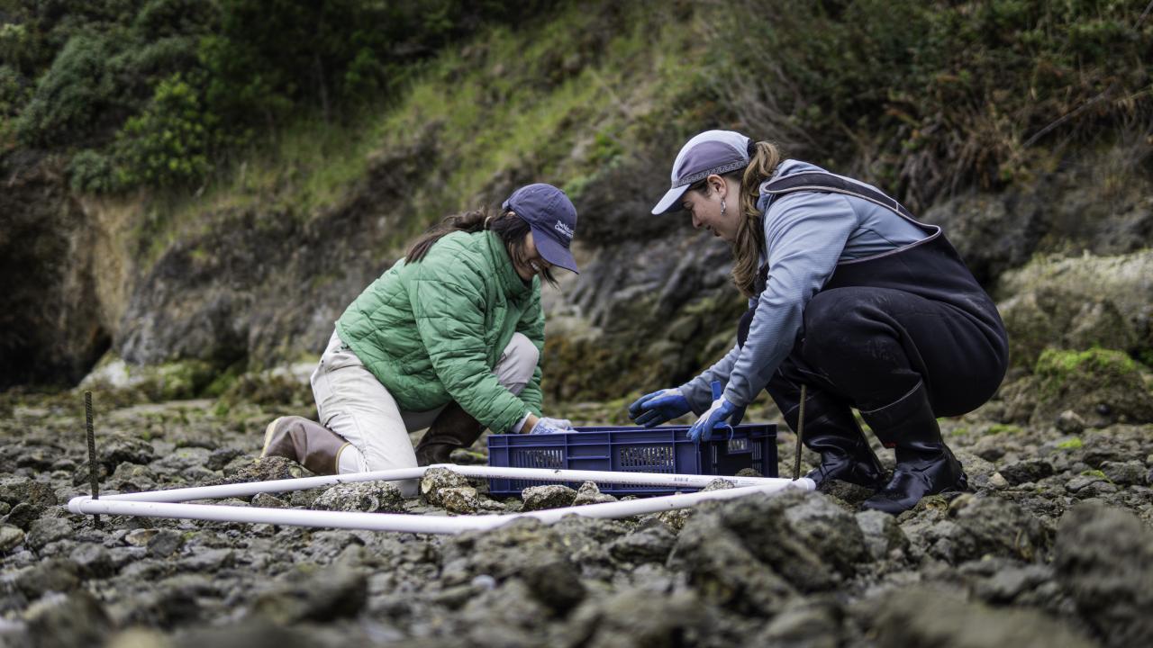 Two researchers in outdoor weather gear kneel on a rocky shore, moving oyster-covered rocks from a crate into a white PVC quadrat frame.