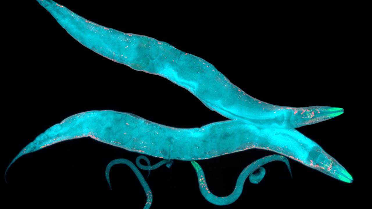 Two long, narrow bright blue shapes with pointed ends against a black background. 