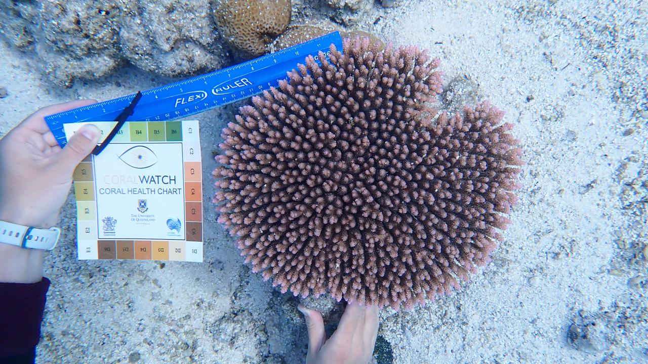 Assessing coral health with a color chart
