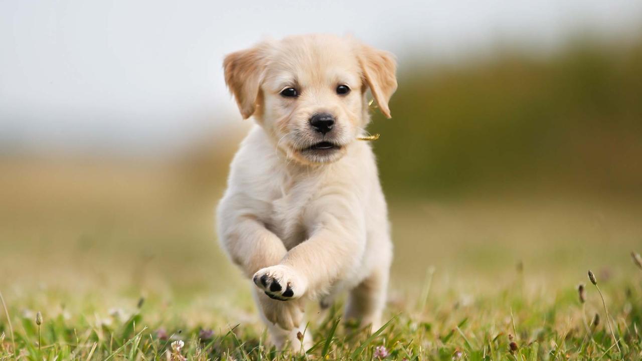 Photo of a 7-week old Golden Retriever puppy running through short grass toward the camera.