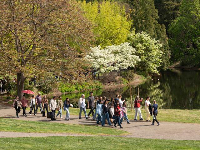 Groups of people walk along a path through a grassy area by a pond. Blossoming trees line the pond and tower over the path.