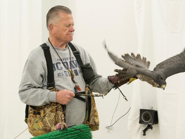 A person in a gray sweatshirt holds a peregrine falcon on their arm, with a neutral background.