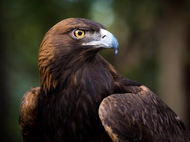 close up of a golden eagle from the California Raptor Center