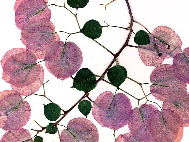 A plant with pink and green leaves