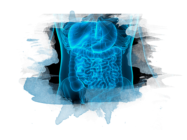 Internal view of human digestive organs