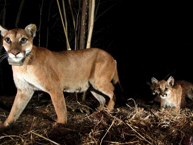 A mountain lion and her kitten look directly into the camera during a walk at night.