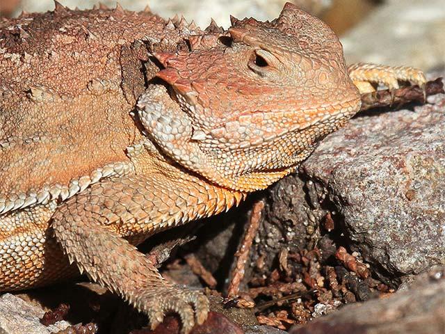 Orange lizard standing near rock