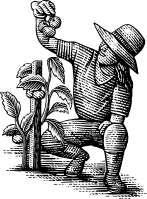 An illusdtration of a farmer inpecting a tomato plant
