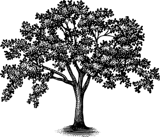 tree illustration