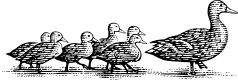 An illustration of a mother duck followed by ducklings