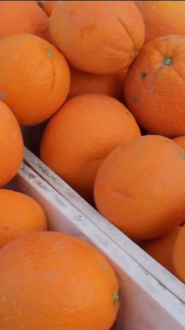A pile of oranges overflowing a food bin