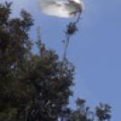 egret