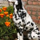 Photo: Dalmatian sitting