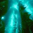 Kelp