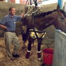 Professor John Madigan explains the Anderson sling, shown in use in the intensive care unit at the Veterinary Medicine Teaching Hospital  on July 31.