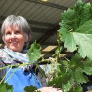 Photo: Woman, Elizabeth Coss, examining new grape stock.