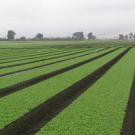 UC Davis and government scientists will track the sources of E. coli O157:H7 bacteria in Salinas Valley crops such as spinach (pictured).